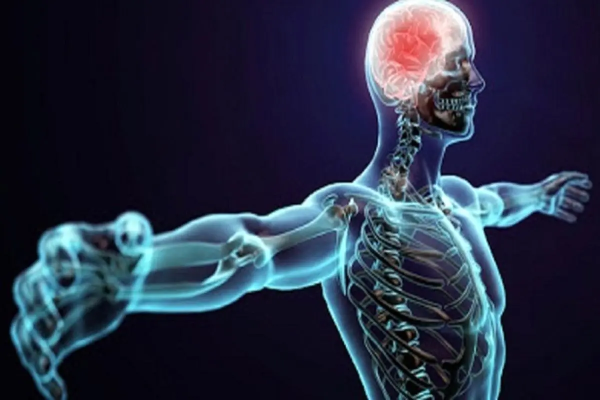 فیزیولوژی عصبی عضلانی چیست؟