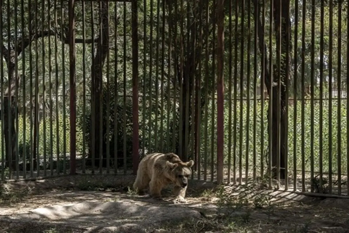 ماجرای فرار خرس از باغ وحش هویزه در خوزستان + فیلم