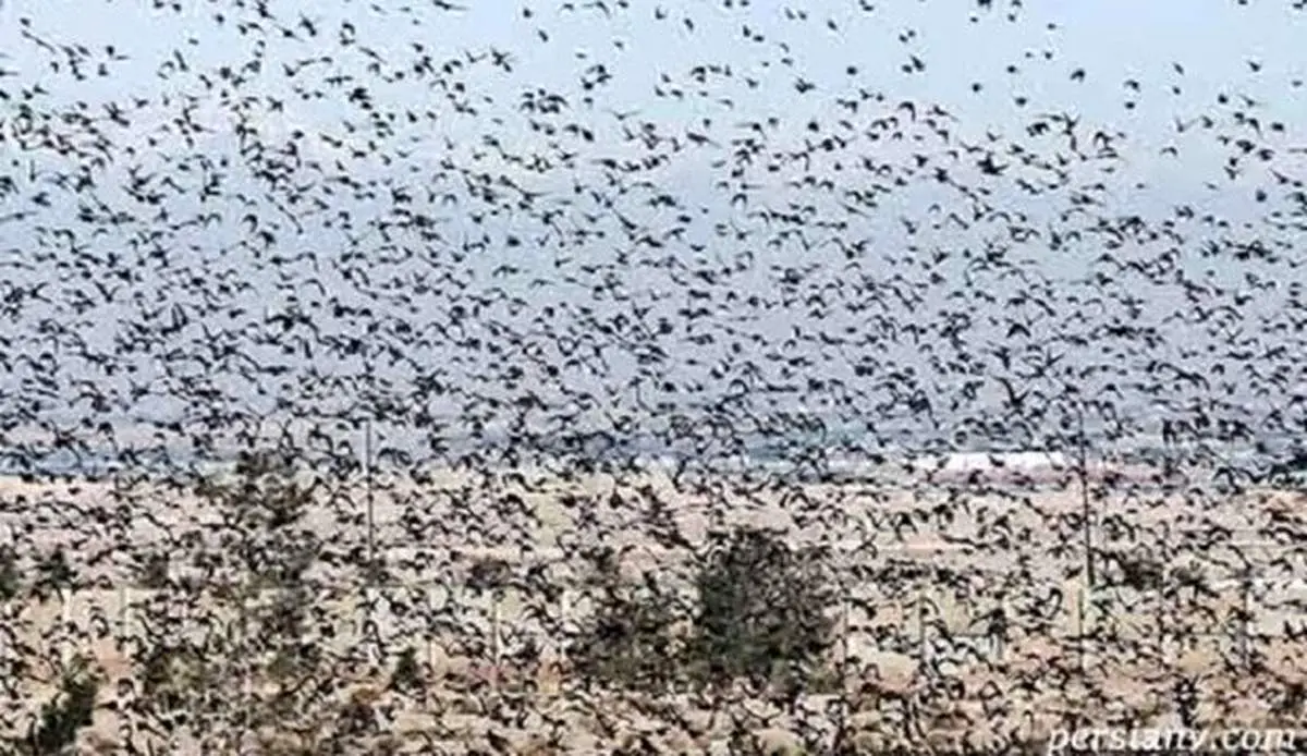 هجوم عجیب پرندهها به داخل یک خانه در کالیفرنیا+ فیلم