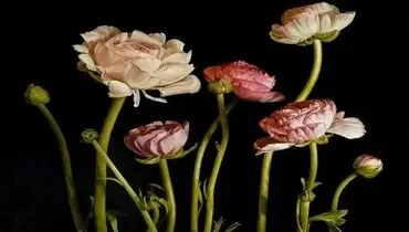گل‌هایی که شاهکار‌های گران قیمت شدند + تصاویر