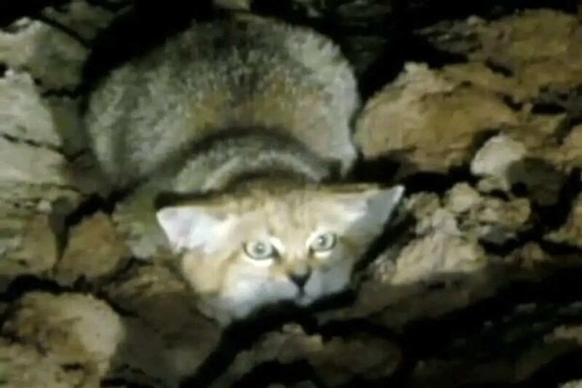 ۳۴ ثانیه تماشایی و جذاب استتار گربه شنی در ایران + فیلم