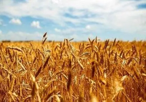قیمت تضمینی گندم سال ۱۴۰۵اعلام شد