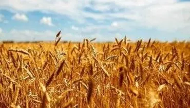 شورای قیمت‌گذاری نرخ جدید گندم را ابلاغ کرد + جدول