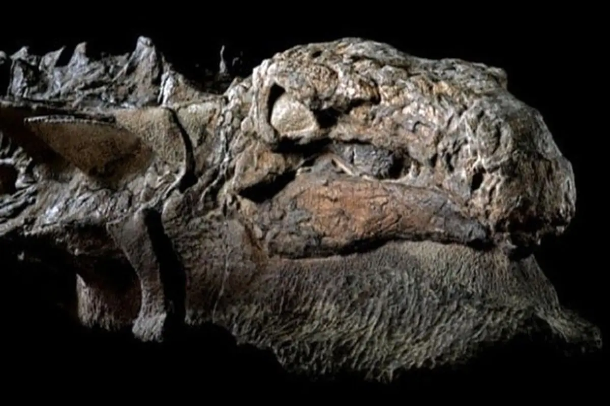 خواندنی های جالب درباره ۶ فسیل شگفت انگیز از دایناسور‌ها + تصاویر