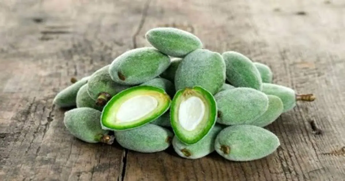 فواید چغاله بادام برای سلامتی بدن