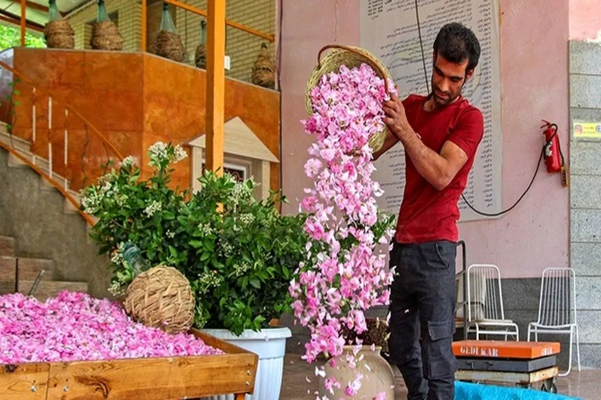 برداشت گل محمدی در شیراز و سبزوار
