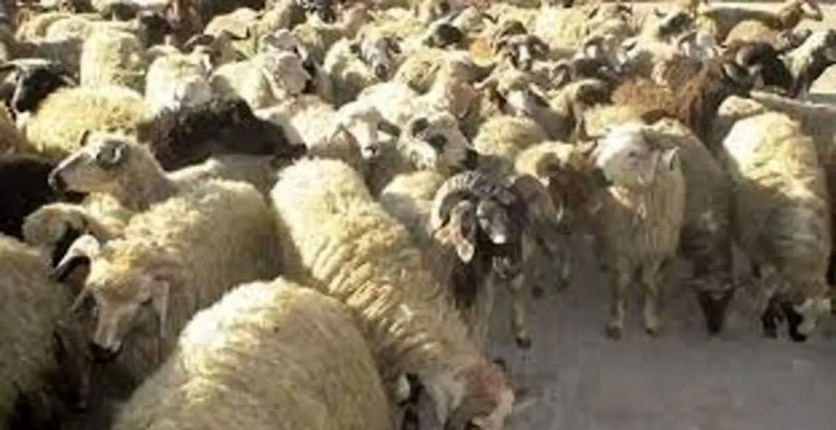 اجبار عشایر به فروش دام‌ها تحت تاثیر کاهش بارندگی‌ها
