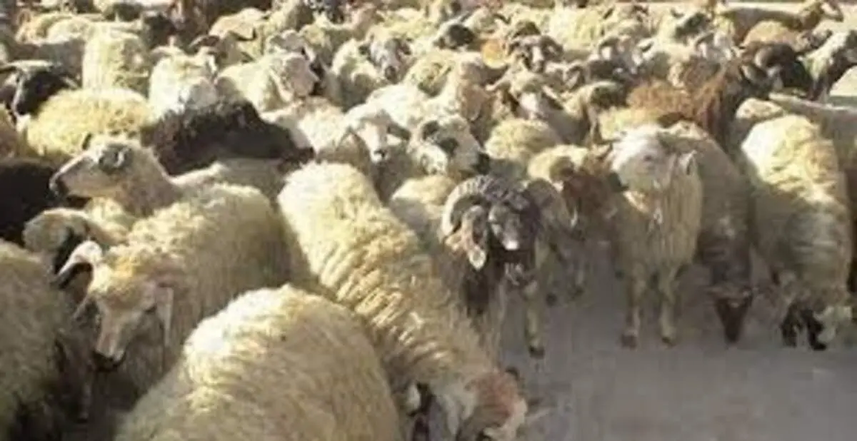اجبار عشایر به فروش دام‌ها تحت تاثیر کاهش بارندگی‌ها