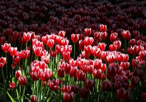 باغ ایرانی از لاله‌های بهاری پرشد + تصاویر