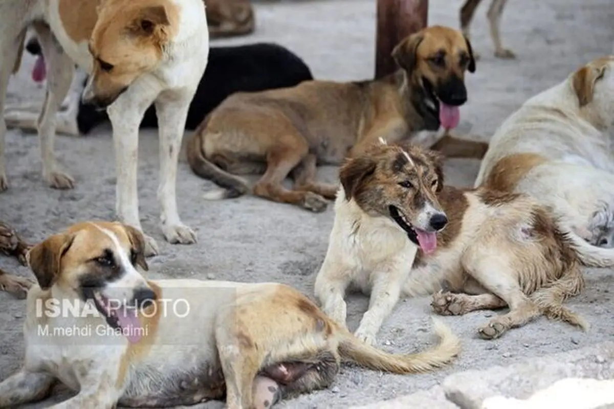 ماجرای حمله سگ‌ها در شاهین شهر چیست؟