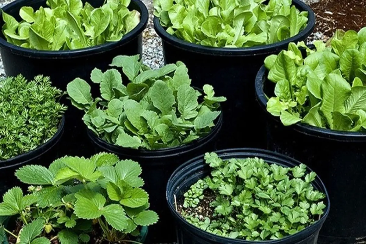 روش‌های کاشت سبزی ارگانیک در خانه