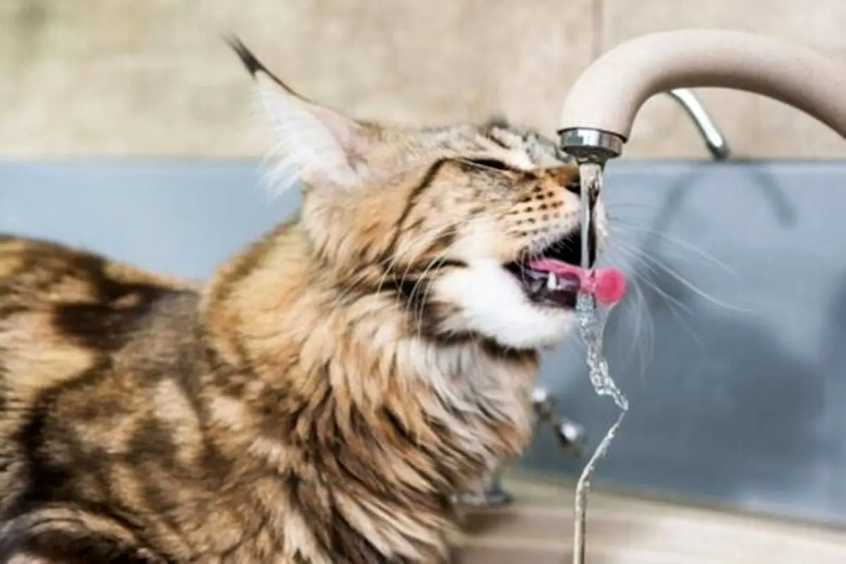گربه‌ای عاشق آب با ثروتی ۱۱ میلیارد تومانی + فیلم
