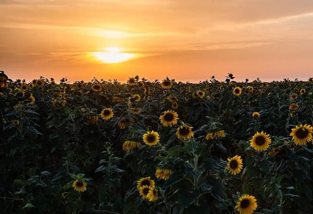 مزرعه گل‌های آفتابگردان در بوشهر