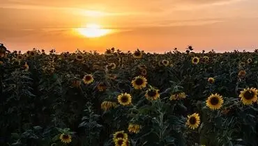 مزرعه گل‌های آفتابگردان در بوشهر