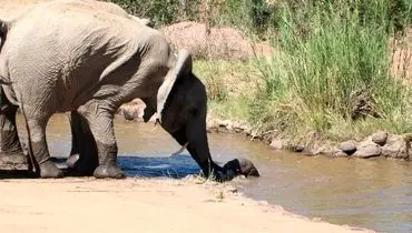 نجات بچه فیل از داخل رودخانه+عکس