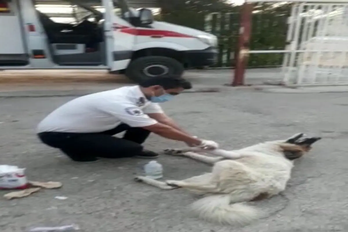 ماجرای عجیب پناه بردن یک سگ به اورژانس ! +فیلم