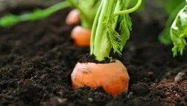 سبزیجاتی که بعد از پختن ارزش غذایی بیشتری دارند