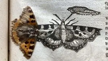 کشف یک پروانه ۴۰۰ ساله در میان صفحات کتابی قدیمی! + تصاویر