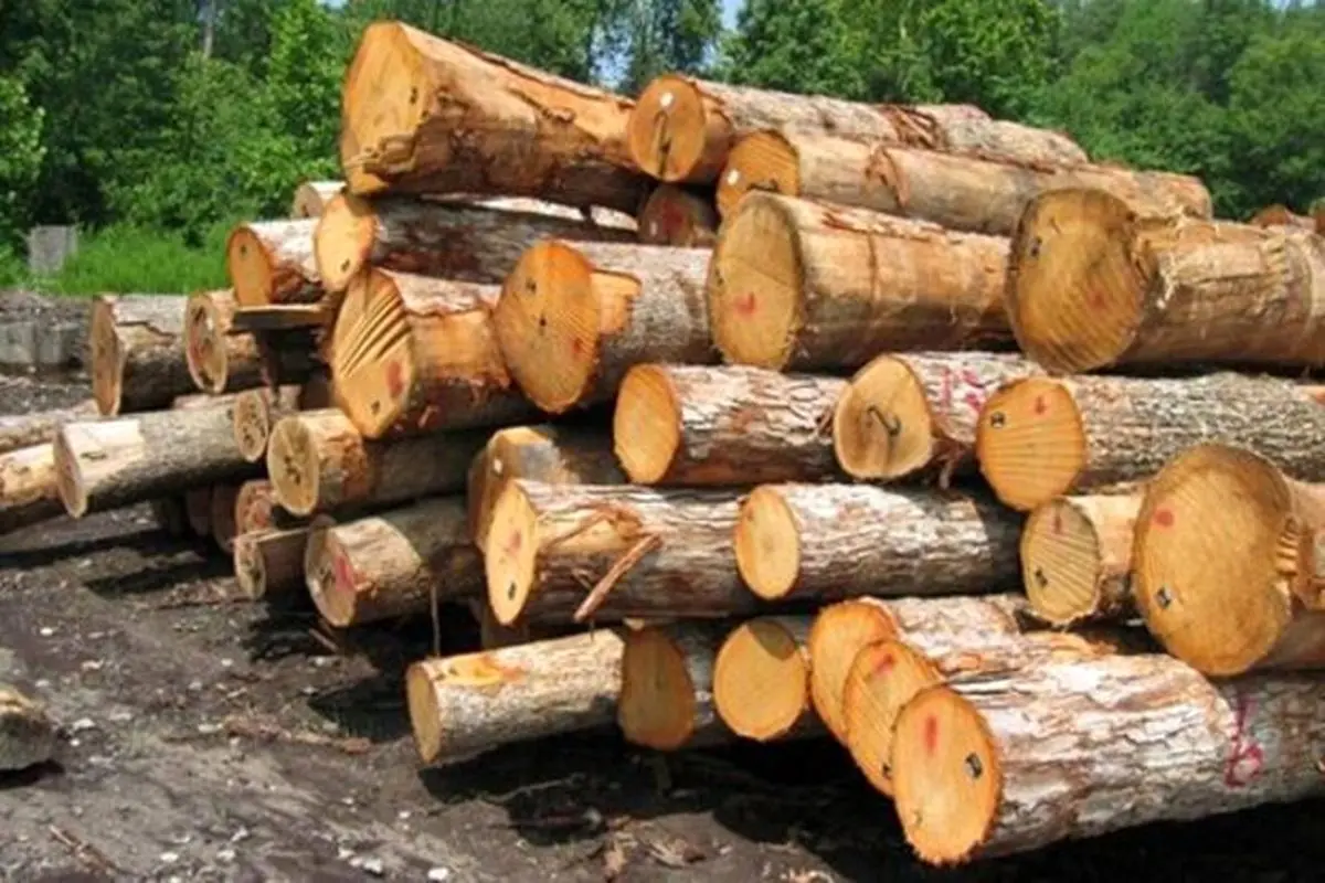 حمله وحشیانه چوببرها به خبرنگاران در والیسرای شفت + فیلم