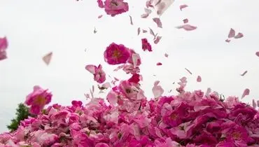 برداشت گل محمدی در ساوجبلاغ