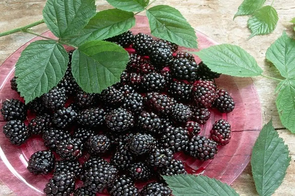 میوه سالمی که می‌تواند شما را چاق کند