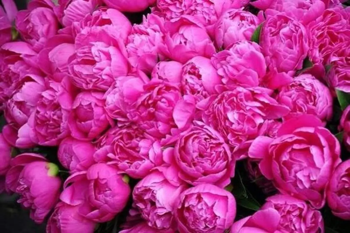 خواص بی نظیر گل محمدی برای پوست و مو
