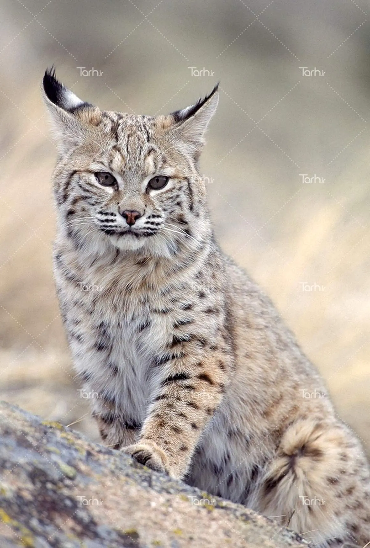 شکار حرفه ای پرنده در حال پرواز توسط گربه وحشی+فیلم