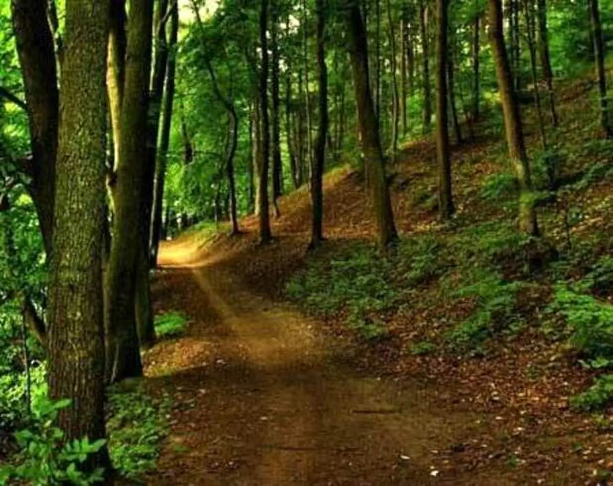 تصاویری دل خراش از جنگل‌های سوخته زاگرس+فیلم