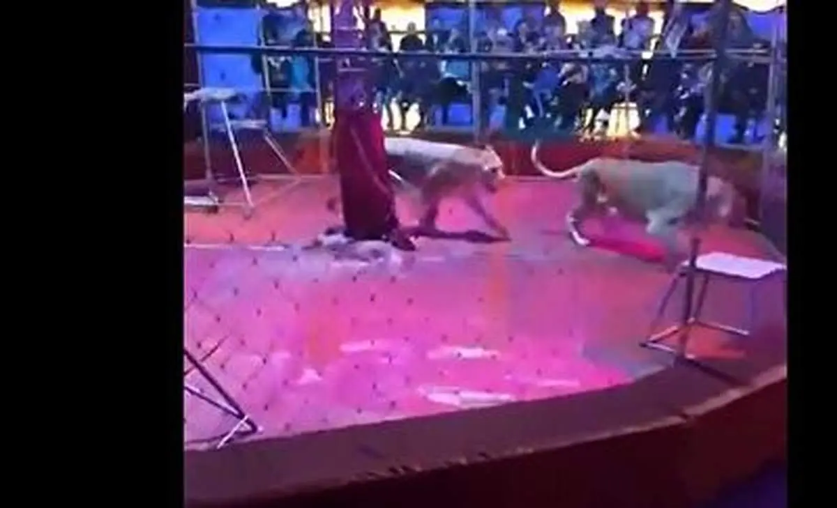 لحظه ترسناک حمله شیر به مربی + فیلم