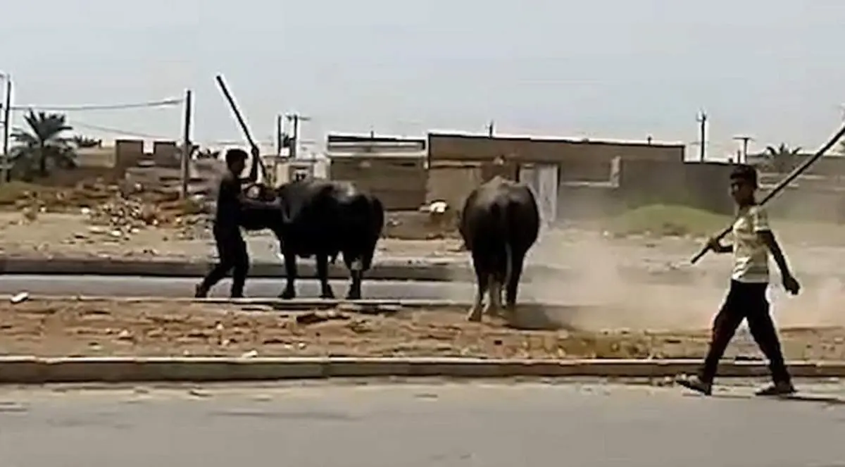 لحظه حمله گاومیش عصبانی به ساختمان شرکت گروه ملی فولاد اهواز + فیلم