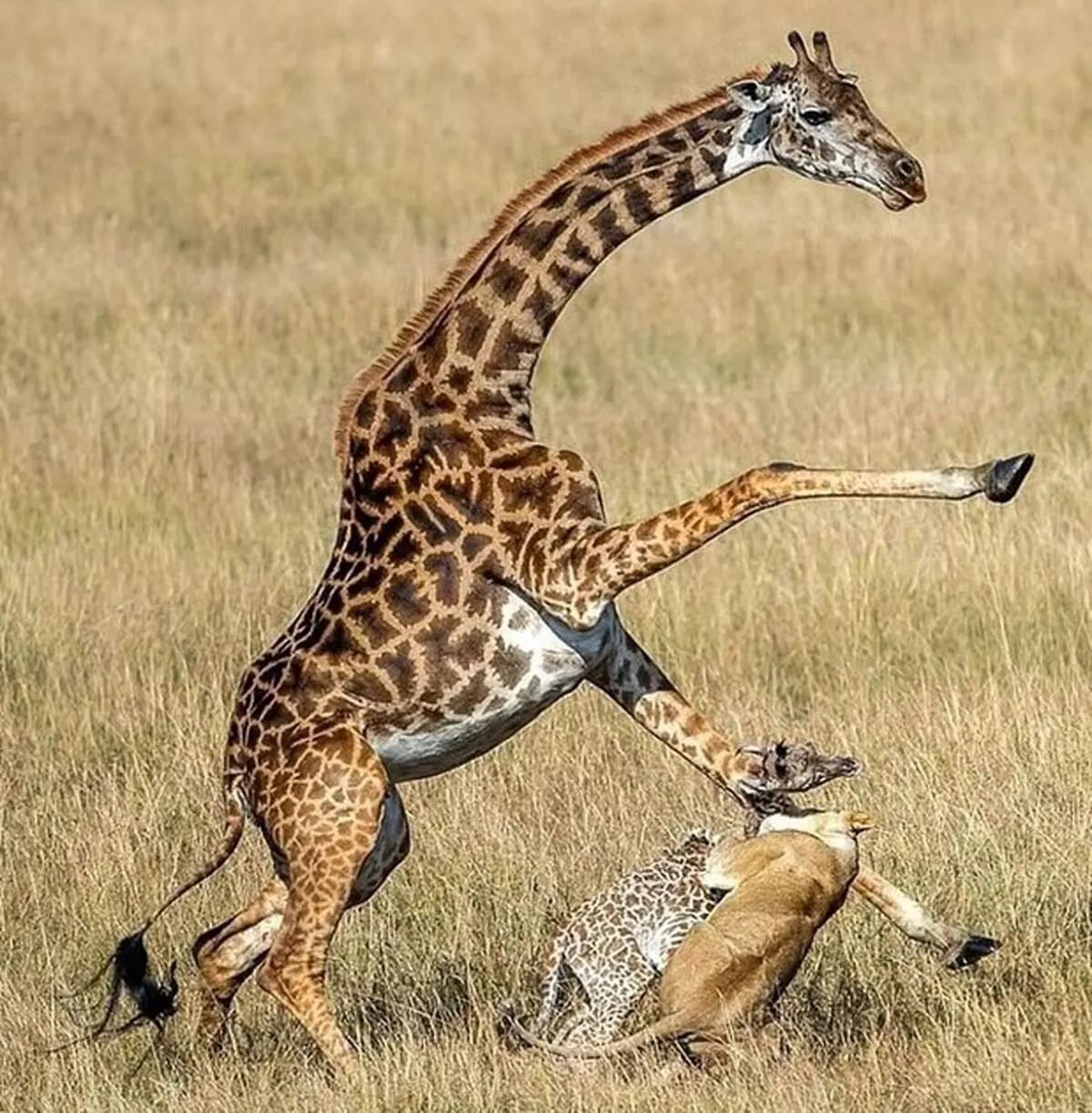 نجات زرافه با حس مادرانه اش ! + فیلم