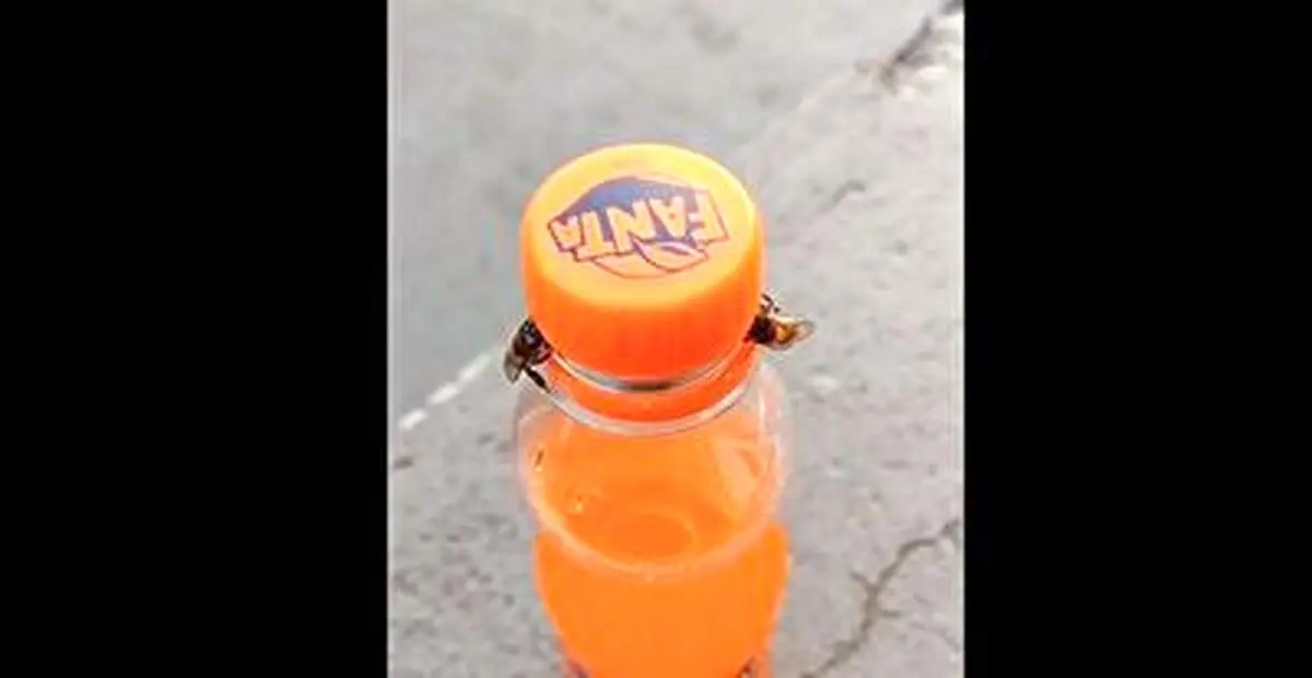 باز کردن درب بطری نوشابه توسط زنبور عسل!+ فیلم