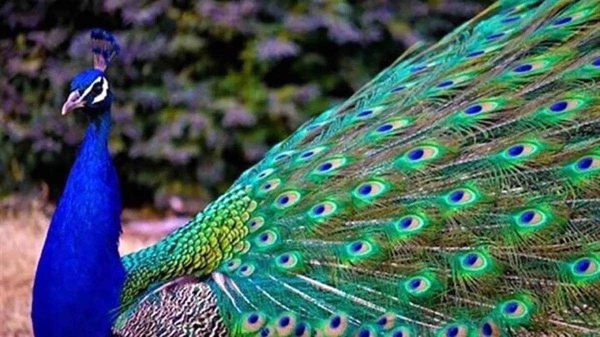 طاووسهای زیبا در خانه مرد مشهدی