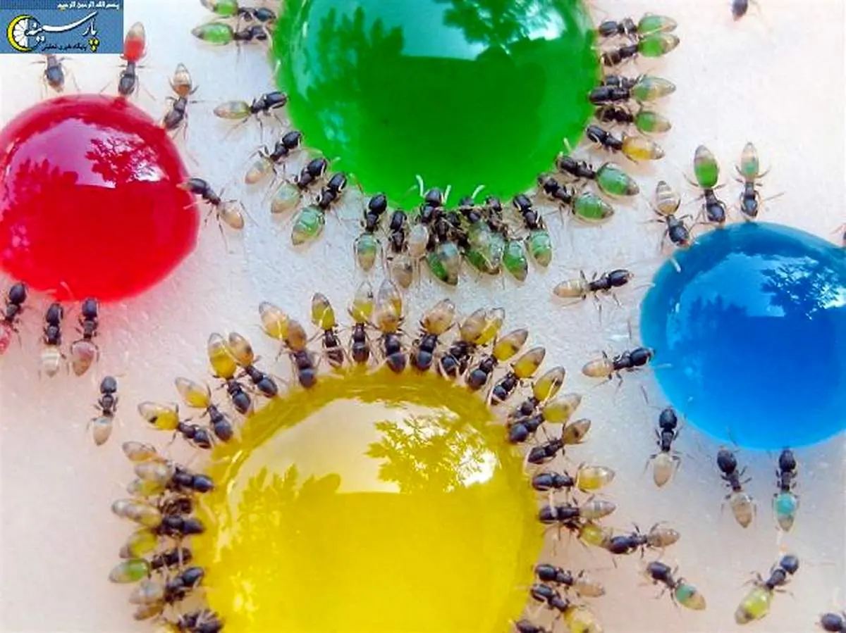 عکس:شکم شفاف مورچه ها