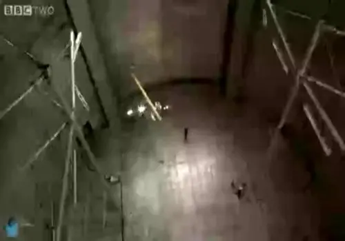 پژوهشگران چینی با مطالعه پستانداران در فضا، پرده از اسرار جاذبه برداشتند