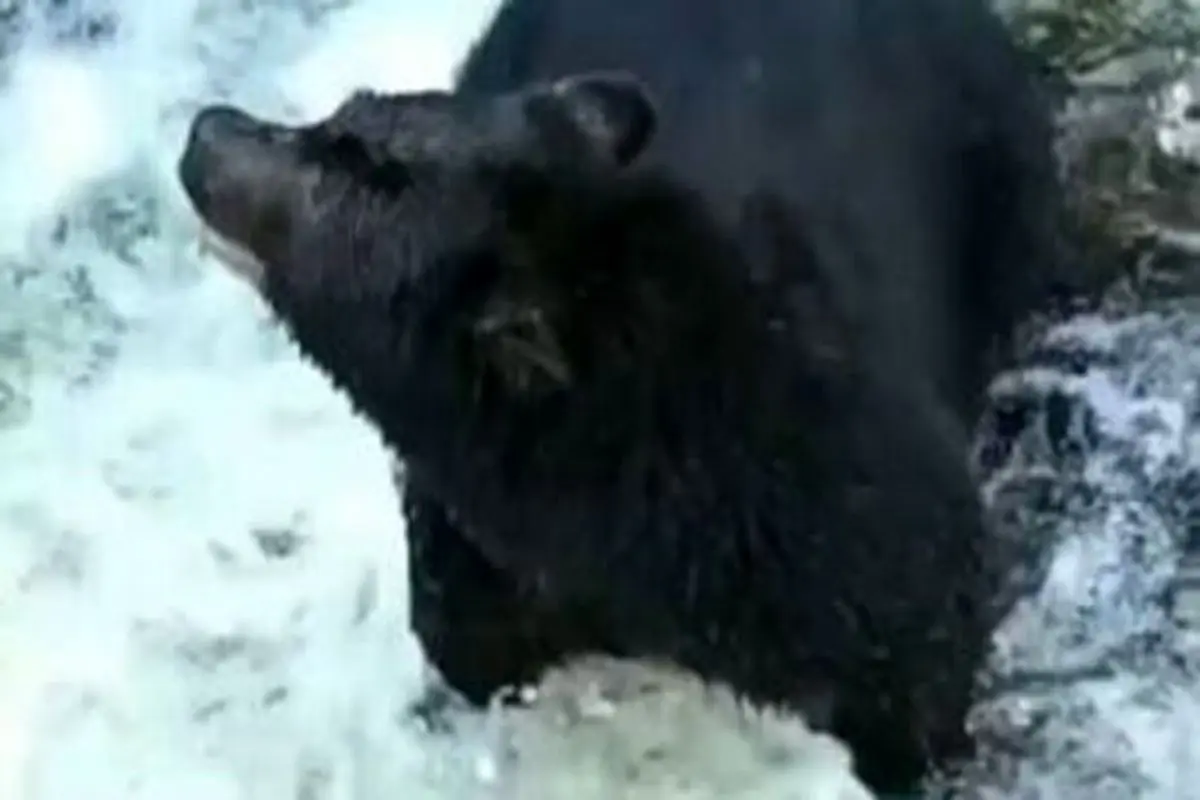 شکار ماهرانه ماهی توسط یک خرس سیاه+فیلم