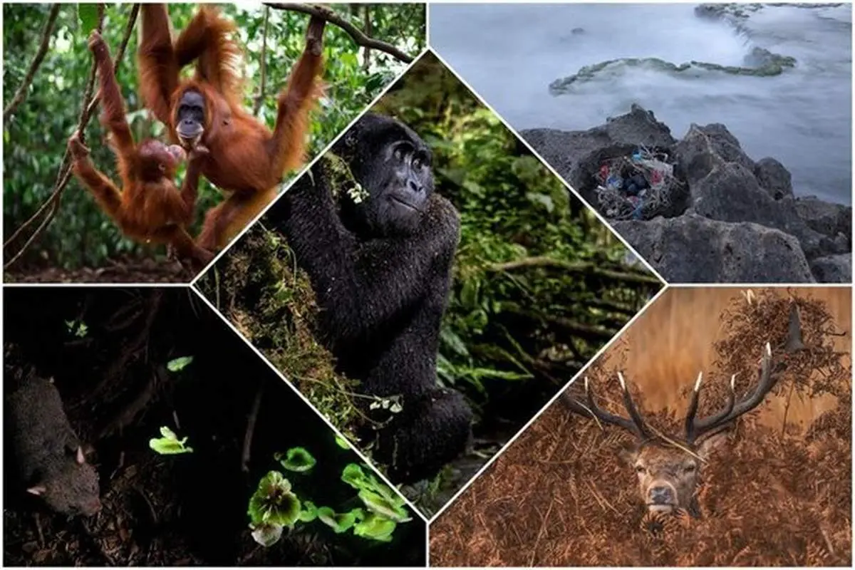 مسابقه عکاسی محیط زیستی ۲۰۲۱