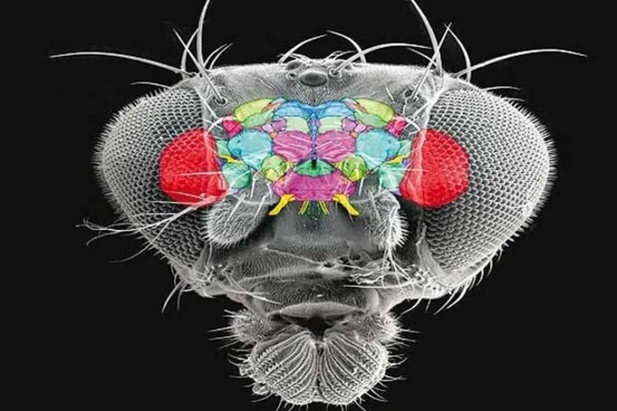 کشف عجیب درباره مغز مگس