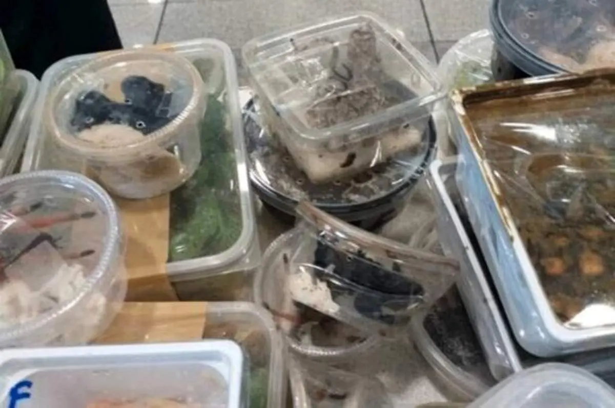 کشف چمدانی پر از مار، عقرب و رتیل از یک مسافر در فرودگاه امام + فیلم