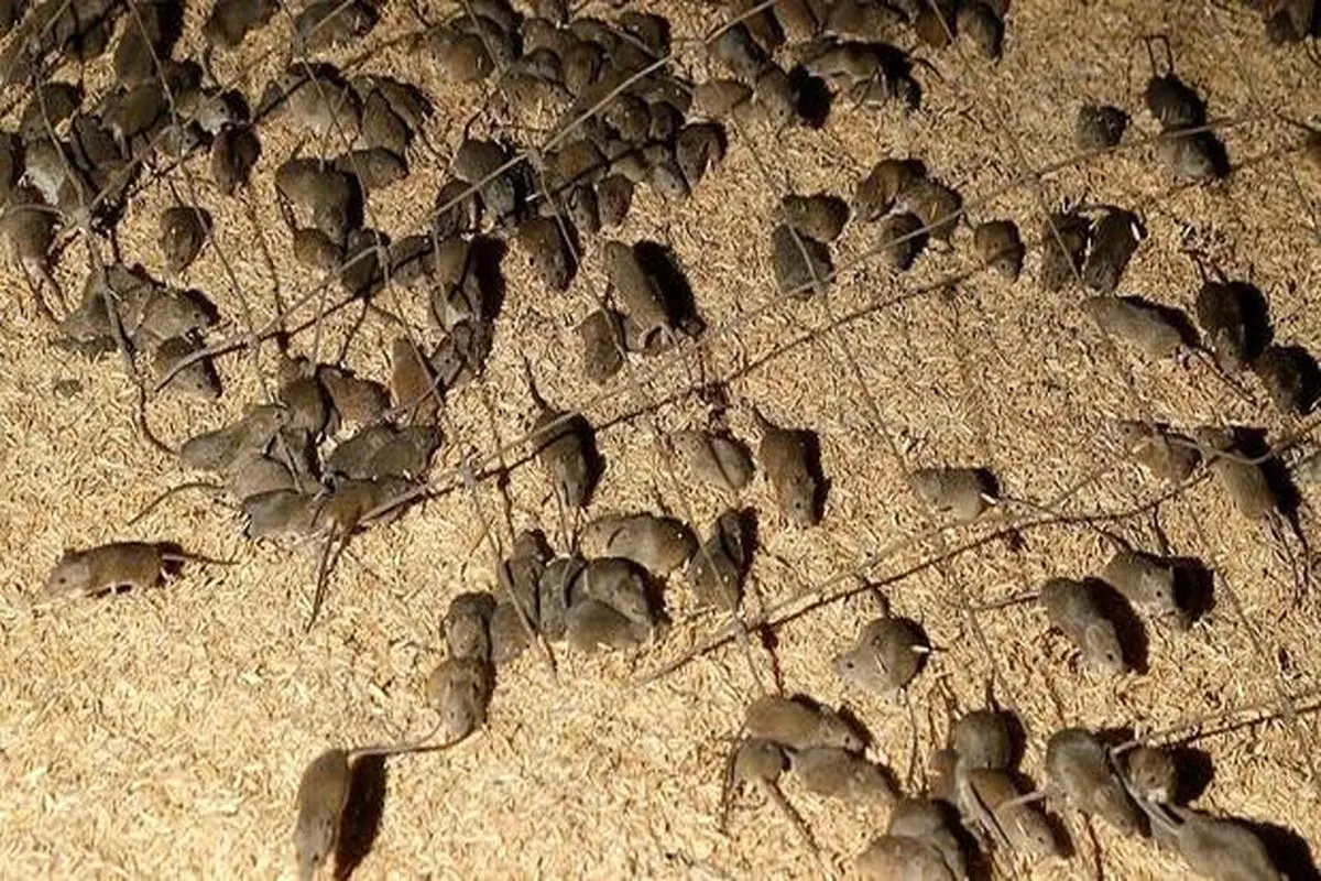 حمله موش‌ها به مزارع در استرالیا + فیلم