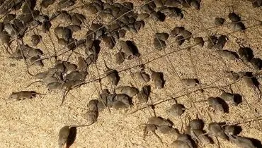 حمله موش‌ها به مزارع در استرالیا + فیلم
