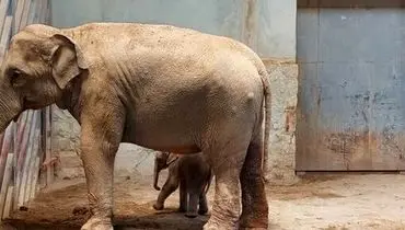 آخرین وضعیت فیل تازه متولد شده در باغ وحش ارم