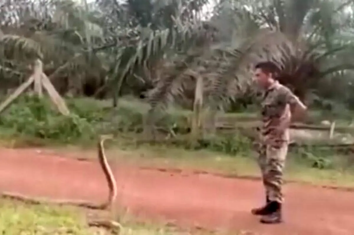 ترفند ویژه یک سرباز برای گرفتن مار کبری + فیلم