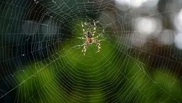 چرا عنکبوت در تار خودش گیر نمی‌کند؟