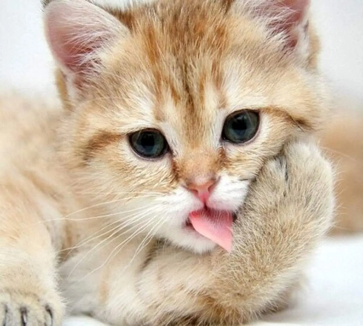 واکنش جالب و شگفت‌انگیر یک گربه در مقابل حمله مار+فیلم