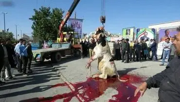 صحنه دردناک شکنجه و قربانی کردن یک گاو برای کاندیدای انتخابات شوراها در سیرجان+فیلم