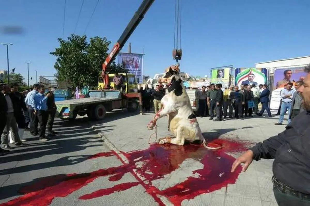 صحنه دردناک شکنجه و قربانی کردن یک گاو برای کاندیدای انتخابات شوراها در سیرجان+فیلم