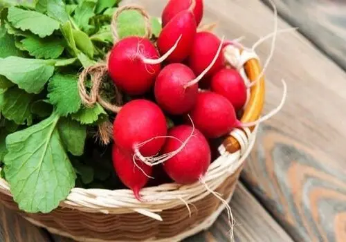 تاثیر تربچه در کم کاری و پرکاری تیروئید 