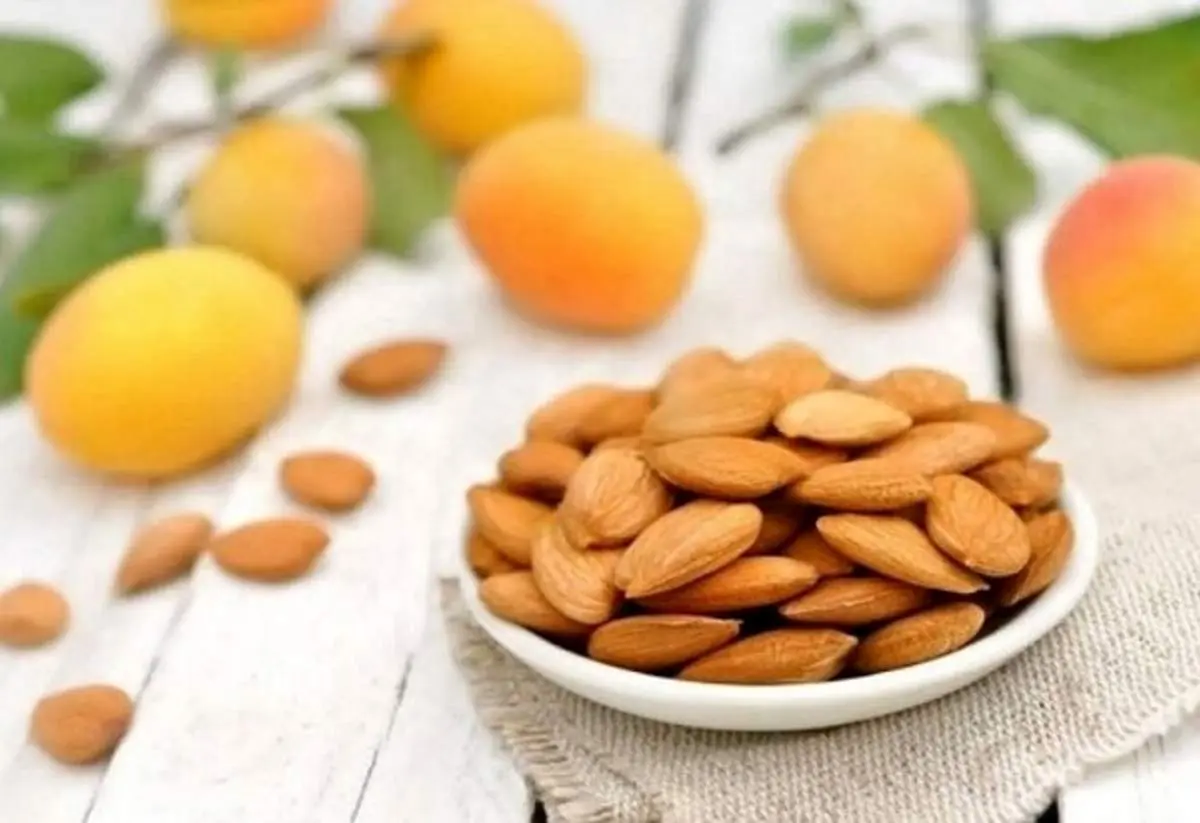 حقایق علمی حیرت انگیز درباره هسته زردآلو