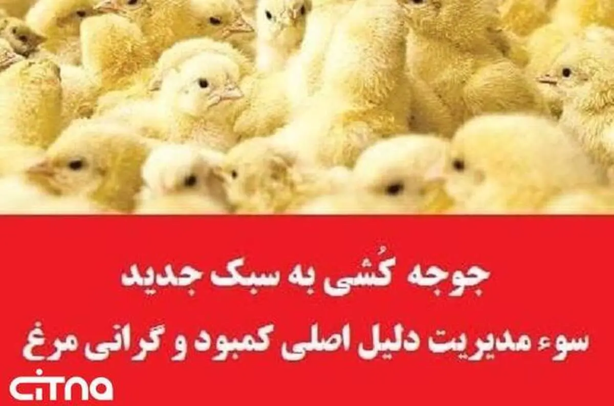 جوجه کُشى به سبک جدید؛ سوء مدیریت در وزارت جهاد کشاورزی دلیل اصلی کمبود و گرانی مرغ